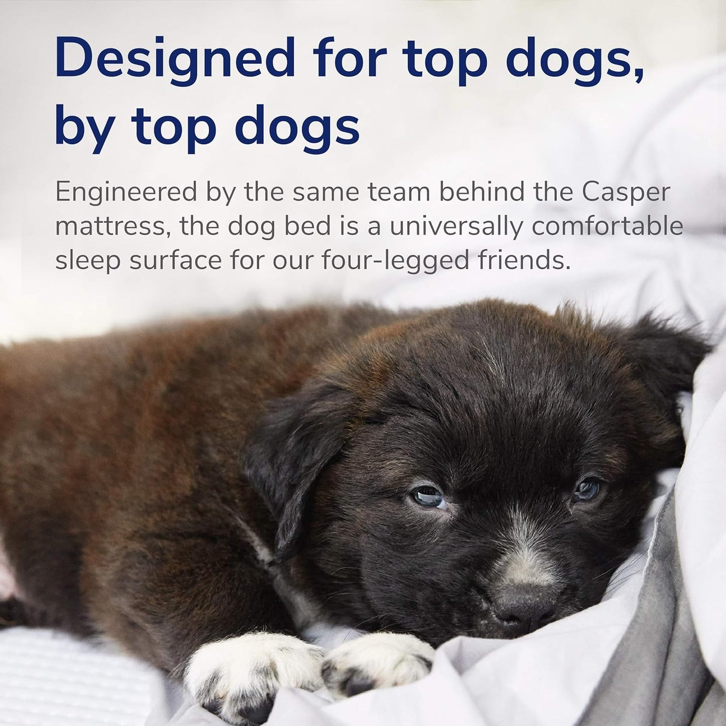 Casper LuxeMemory™ Plush Dog Bed – Medium, Gray, 33"x25"x6" | Premium Memory Foam with Bolsters, Durable Washable Cover, for Dogs up to 60 lbs