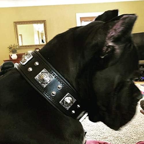 Black Eros Leather Dog Collar – 2.5” Wide, Padded for Comfort, Handmade for Big Dogs