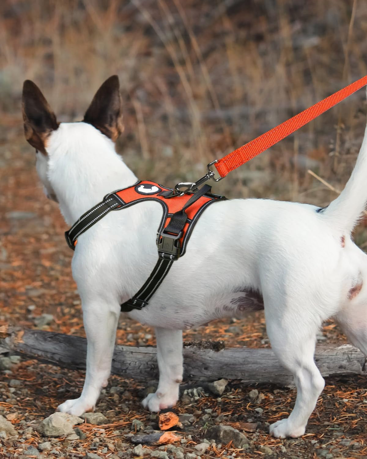 Joytale Luxe Double-Sided Reflective Dog Leash – Heavy-Duty Padded Nylon, 5FT Orange Lead for Medium & Large Dogs, Night Safety + Comfort Grip